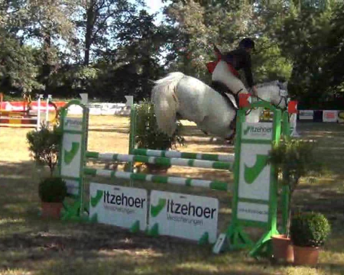 Springpferd Dolany (Deutsches Reitpony, 2006, von Discovery AA)