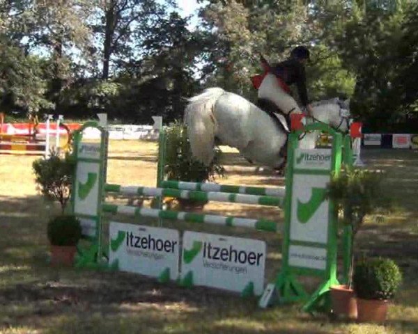 jumper Dolany (German Riding Pony, 2006, from Discovery AA)