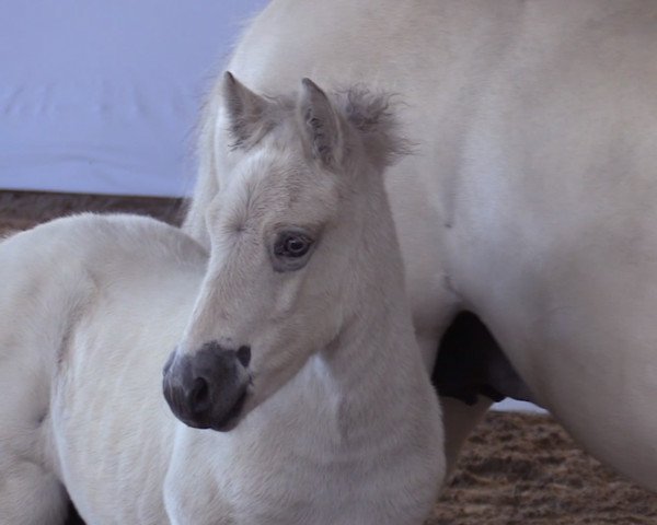 Pferd Daivyk (Fjordpferd, 2019, von Daim)