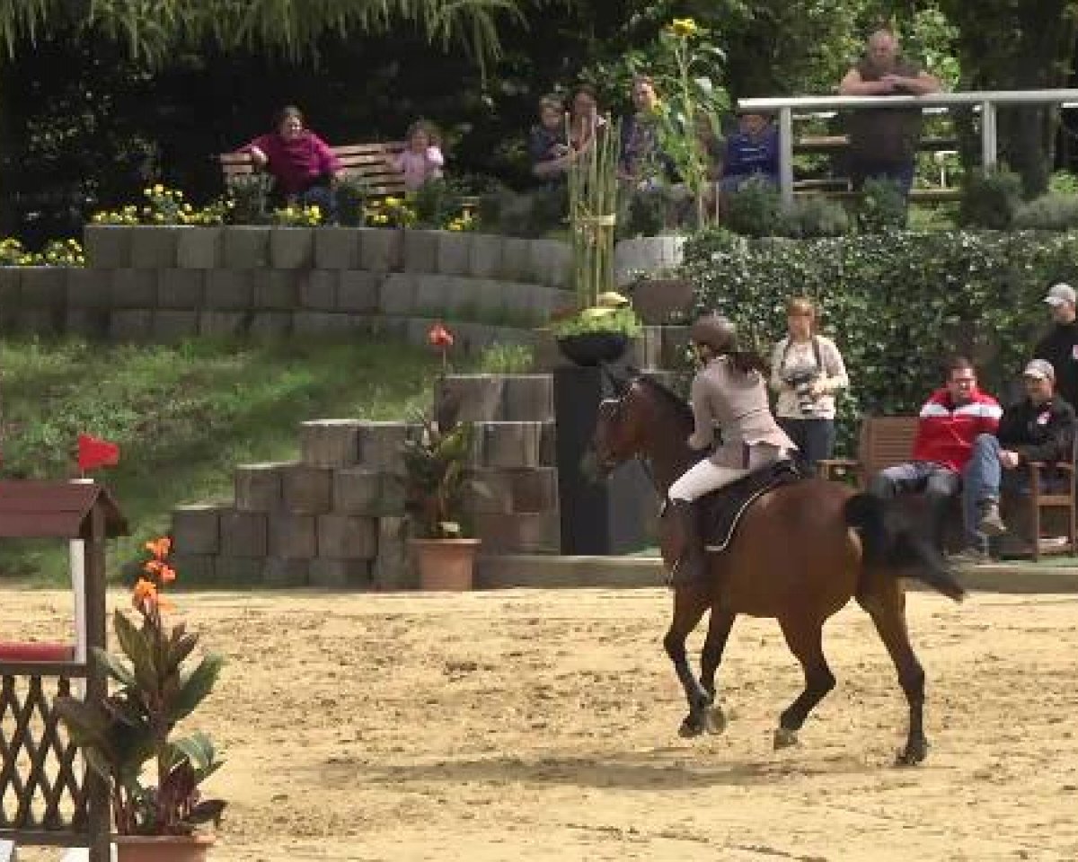 Springpferd Larino 106 (Deutsches Sportpferd, 2005, von Livello)