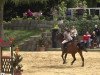 jumper Larino 106 (German Sport Horse, 2005, from Livello)