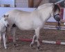 broodmare Helly (Fjord Horse, 2007, from Hermanto N.2711)