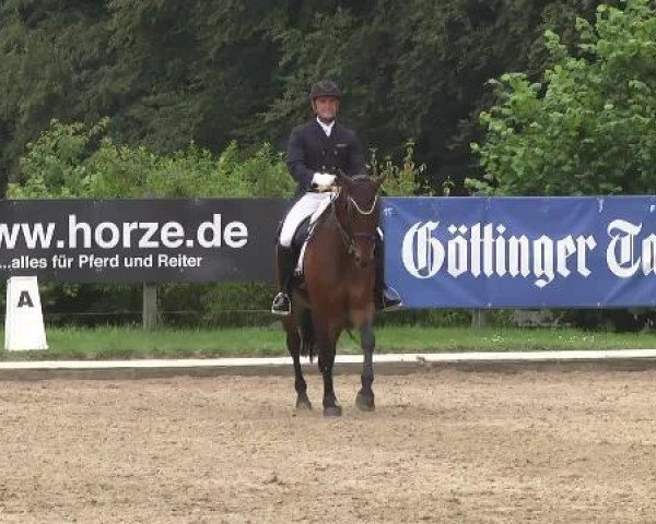 dressage horse Rivera 35 (Bavarian, 2005, from Rivero II)