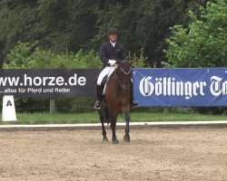 dressage horse Rivera 35 (Bavarian, 2005, from Rivero II)