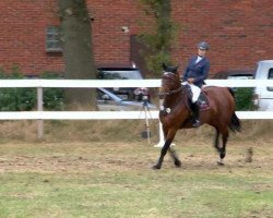 broodmare Landparty (Oldenburg show jumper, 2005, from Lycos)