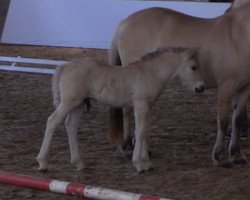 horse Søljars Seet (Fjord Horse, 2019, from Fjelltuvas Søljar)