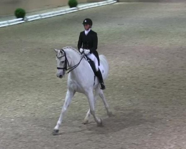 Dressurpferd Samurai 381 (Hessisches Warmblut, 2001, von Sandro Star)