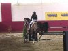 jumper Askaria (Oldenburg show jumper, 2004, from Askari)