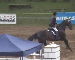 jumper Quando B. (German Sport Horse, 2005, from Quaterman I)