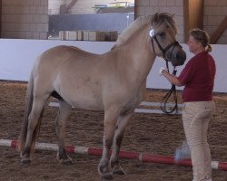 broodmare Hilda (Fjord Horse, 2013, from Damar)