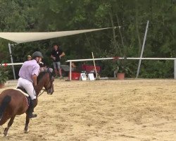 jumper Gvadalupe (Latvian Warmblood, 2005, from Grand Libero)