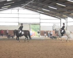 dressage horse Dajana (German Riding Pony, 2003, from Diamond Boy)