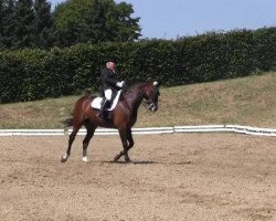 dressage horse Reggaedance (Westphalian, 1999, from Rapallo)