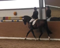 dressage horse Flitze Feuerzahn (Westphalian, 2005, from Freudenfeuer)