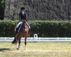 stallion Steendieks Maximus (German Riding Pony, 2007, from Auheim's Maximus)