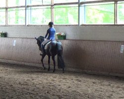 dressage horse Panchotrois (German Riding Pony, 1997, from Panchero AA)