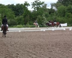 dressage horse Nandos C (German Riding Pony, 1996, from Night-Fire)