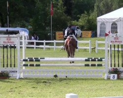 dressage horse Dolce Vita 90 (Westphalian, 1997, from D'Accord)