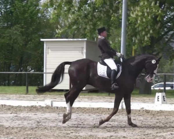 dressage horse Saint Jean (Hanoverian, 2006, from Santino)