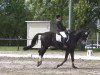 dressage horse Saint Jean (Hanoverian, 2006, from Santino)