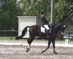 dressage horse Saint Jean (Hanoverian, 2006, from Santino)