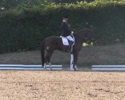 dressage horse Ribery 15 (Hanoverian, 2006, from Rascalino)