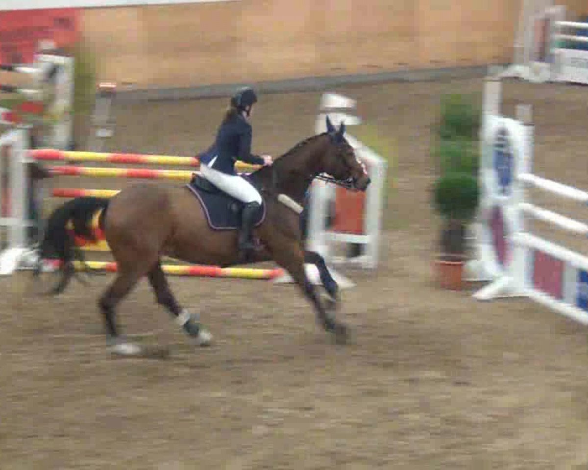 Springpferd Cashman's Casan (Hannoveraner, 2001, von Cashman)
