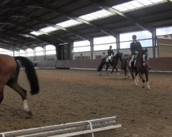 dressage horse Calvin 33 (Oldenburg, 1996, from Calvador)