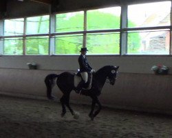 dressage horse Garfield (Trakehner, 1995, from Vivus)