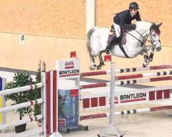 jumper Iquigene (Oldenburg show jumper, 2006, from Incello)