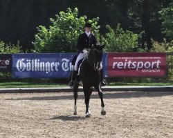 dressage horse Walzerkönig 17 (Württemberger, 2003, from Weltenau)