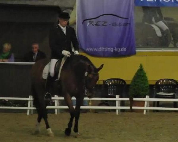 dressage horse Santander 7 (Oldenburg, 2006, from Sir Donnerhall I)