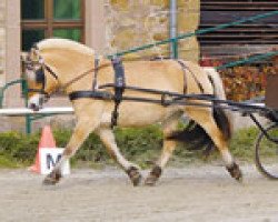 broodmare Gjorid (Fjord Horse, 2003, from Douglas II)