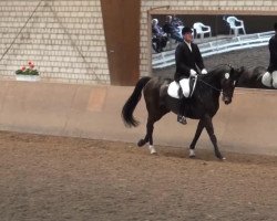 dressage horse Dumbledore 56 (Westphalian, 2004, from Dali X)