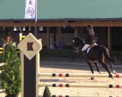 dressage horse Domingo (Oldenburg, 2005, from Diamond Hit)