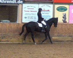 dressage horse Alesi 21 (Trakehner, 1997, from Bellheim)