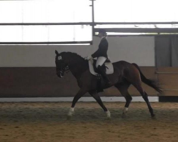 dressage horse Formidable 31 (Westphalian, 2003, from Fürst Piccolo)