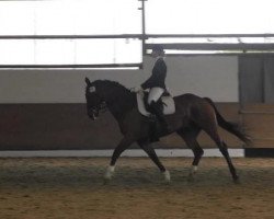 dressage horse Formidable 31 (Westphalian, 2003, from Fürst Piccolo)