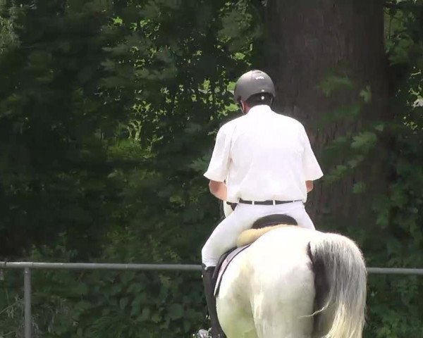 jumper Lebau (German Sport Horse, 2005, from L'Ami)