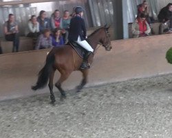 jumper Chiquetito (Hessian Warmblood, 2002, from Colander)