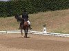 jumper Calimero Nino (Hanoverian, 1999, from Calido I)