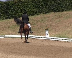 jumper Calimero Nino (Hanoverian, 1999, from Calido I)