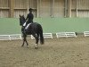 dressage horse Darco 27 (Oldenburg, 1999, from De Niro)