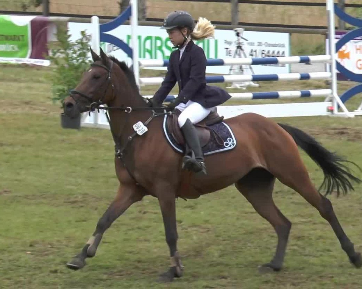 jumper Sussi Z (German Riding Pony, 2002, from Bjirmen's Falco)
