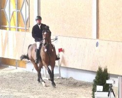 broodmare Lokslija (Latvian Warmblood, 2005, from Landgold)