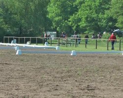 dressage horse Sidney 134 (Westphalian, 2002, from Santa Cruz)