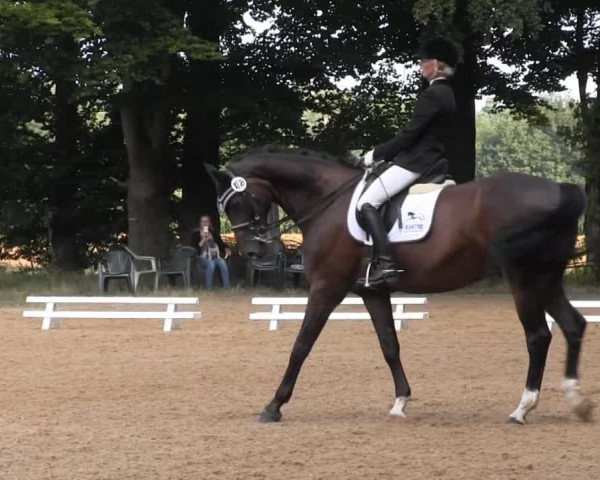 dressage horse William's As 2 (Westphalian, 1998, from Williams)