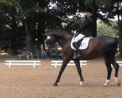 dressage horse William's As 2 (Westphalian, 1998, from Williams)