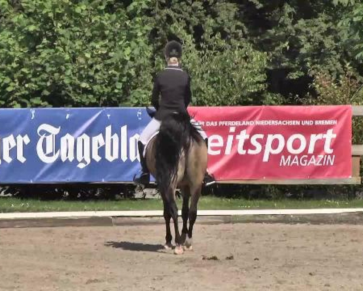 dressage horse Classic Rock (German Riding Pony, 2007, from Champ de Luxe)
