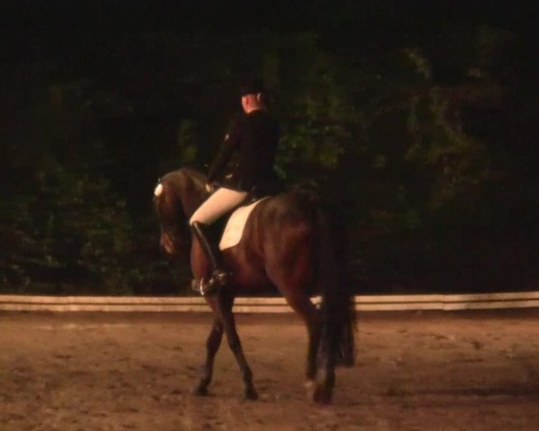 dressage horse Shadowfax 3 (Westphalian, 2002, from Show Star)